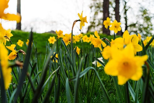 Yellow daffodils in full bloom captured under natural daylight, showcasing their vibrant beauty and ...