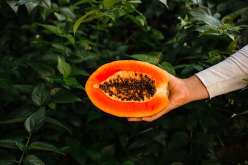 Hand holding juicy ripe papaya against green plant background close-up