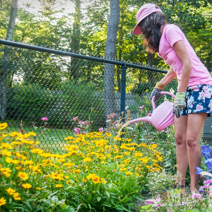 A woman in a pink shirt and cap waters vibrant summer flowers in her garden, surrounded by blooming ...