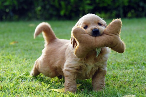 6 weel old pedigree Golden Retriever puppy enjoying the garden in Spring.