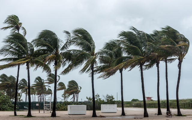 A row of palm trees sways dramatically in the wind against a cloudy sky, with a sandy beach and dist...