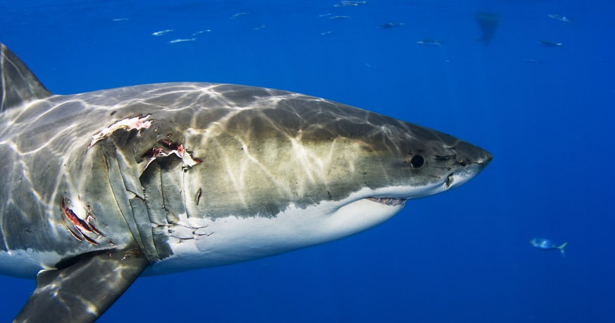 When Is Shark Week 2025? Here's Where To Catch Your Favorite Shark Shows