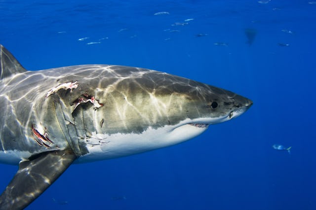 Mexico, Great White Shark (Carcharodon Carcharias) with Ripped Flesh ; Guadalupe Island. (Photo by: ...