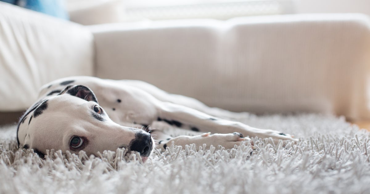 Why Do Pets Love To Puke On Rugs? An Investigation