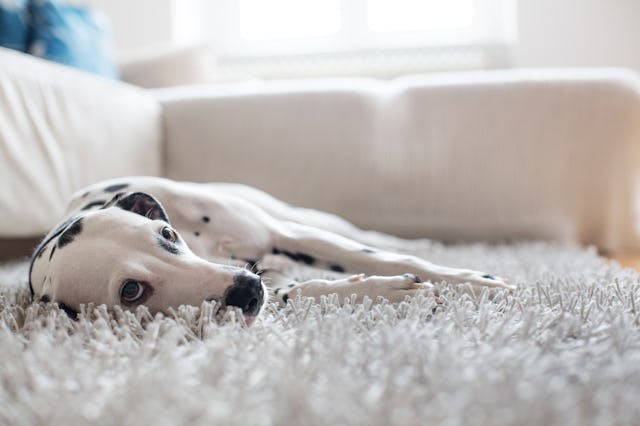 Portrait of a purebred Dalmatian http://bit.ly/16Cq4VM