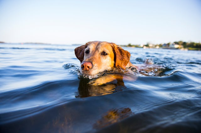 A golden retriever swimming in a lake.