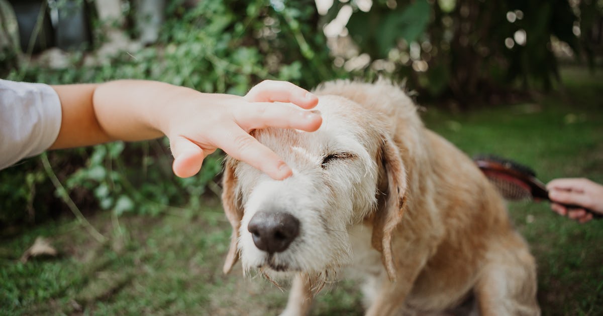 You Can Now Get A Flea & Tick Prevention Shot For Dogs That Lasts A Year