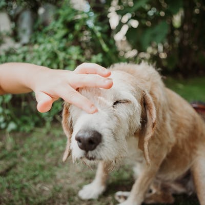 closeup image of boy hand petting old senior dog outdoor