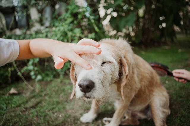 closeup image of boy hand petting old senior dog outdoor