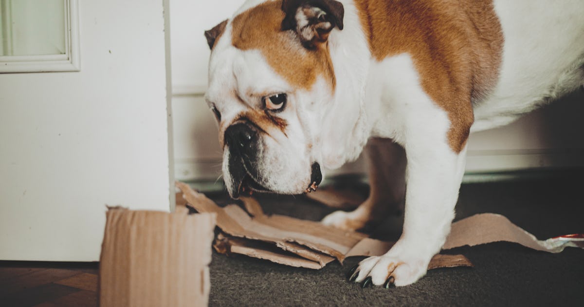 Does Your Dog Actually Know If They're In Trouble?