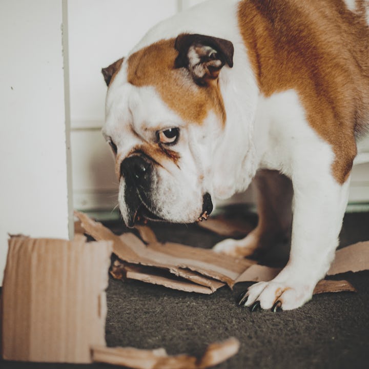 Dog biting and tearing apart a cardboard box. Playful and chaotic moment full of energy. Great for p...