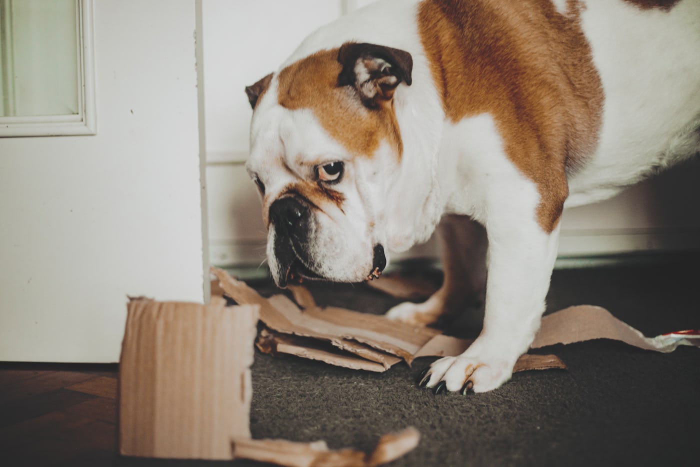 Dog biting and tearing apart a cardboard box. Playful and chaotic moment full of energy. Great for pet mischief themes, dog training visuals, or behavior-focused animal content.