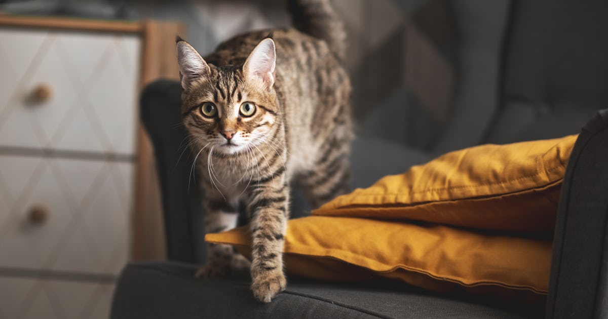 Why Do Cats Act Crazy At Night? Experts Explain How To Stop It