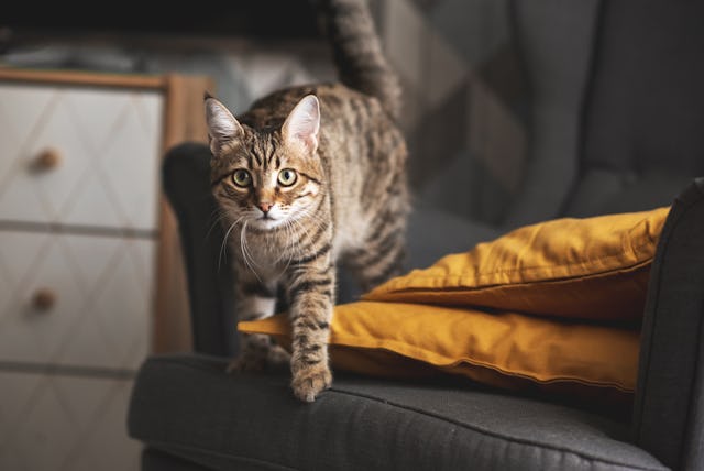 Tortoiseshell-tabby cat prepares to jump onto something she is stalking