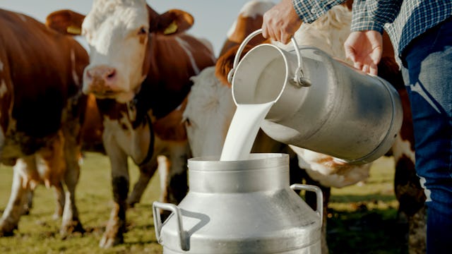 A farmer in casual attire pours fresh milk into a metal can on a sunny outdoor dairy farm surrounded...