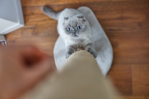 A Scottish Fold cat with light gray fur and darker facial points stands on a pale mat, gripping a ve...