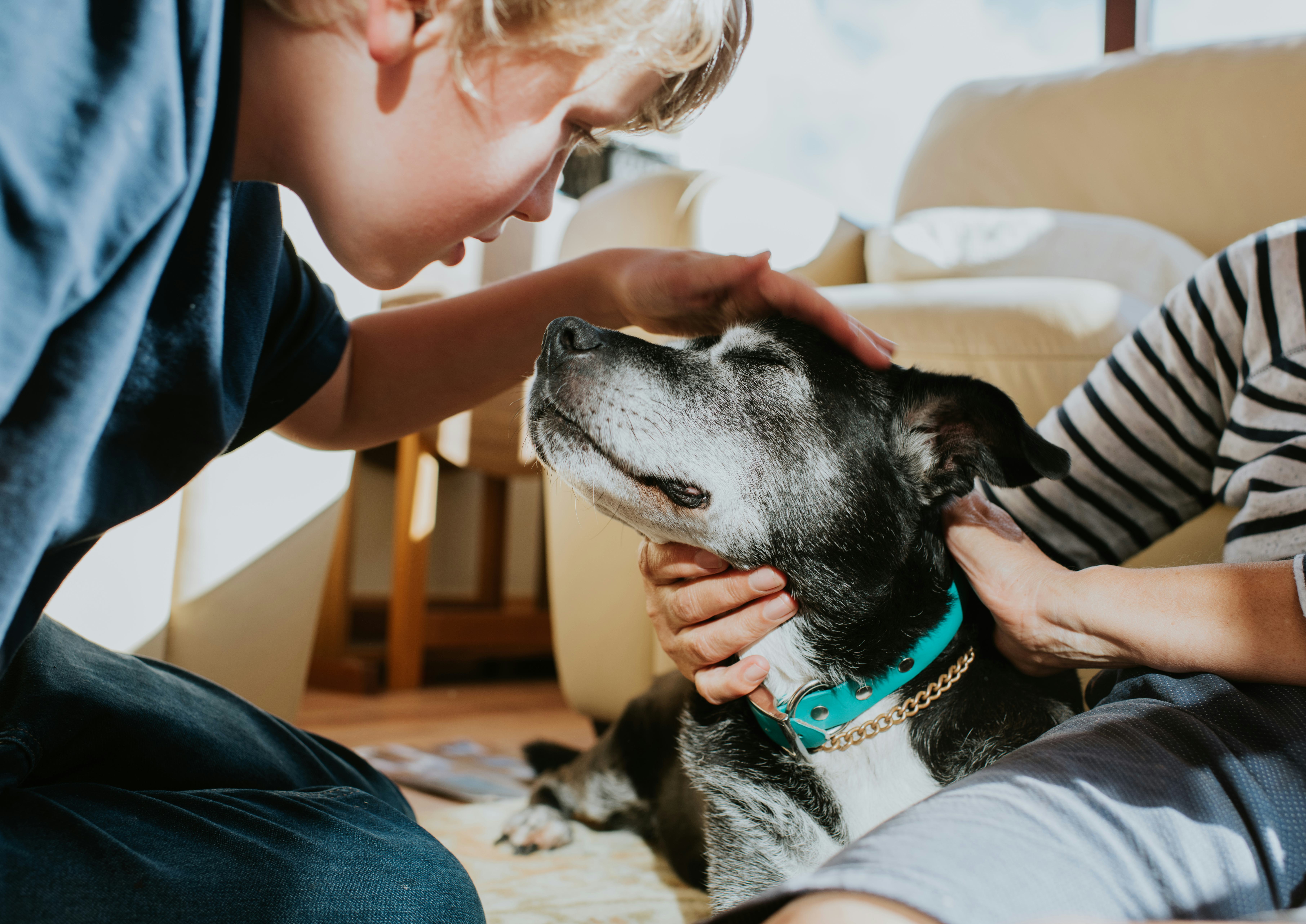 An affectionate moment between a boy and his elderly dog. He strokes her head gently. She closes her...