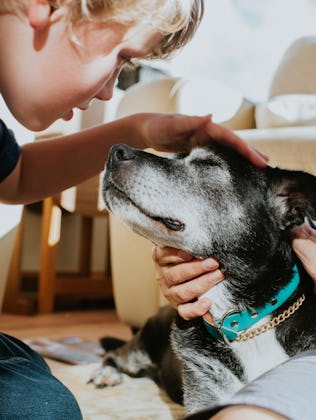 An affectionate moment between a boy and his elderly dog. He strokes her head gently. She closes her...