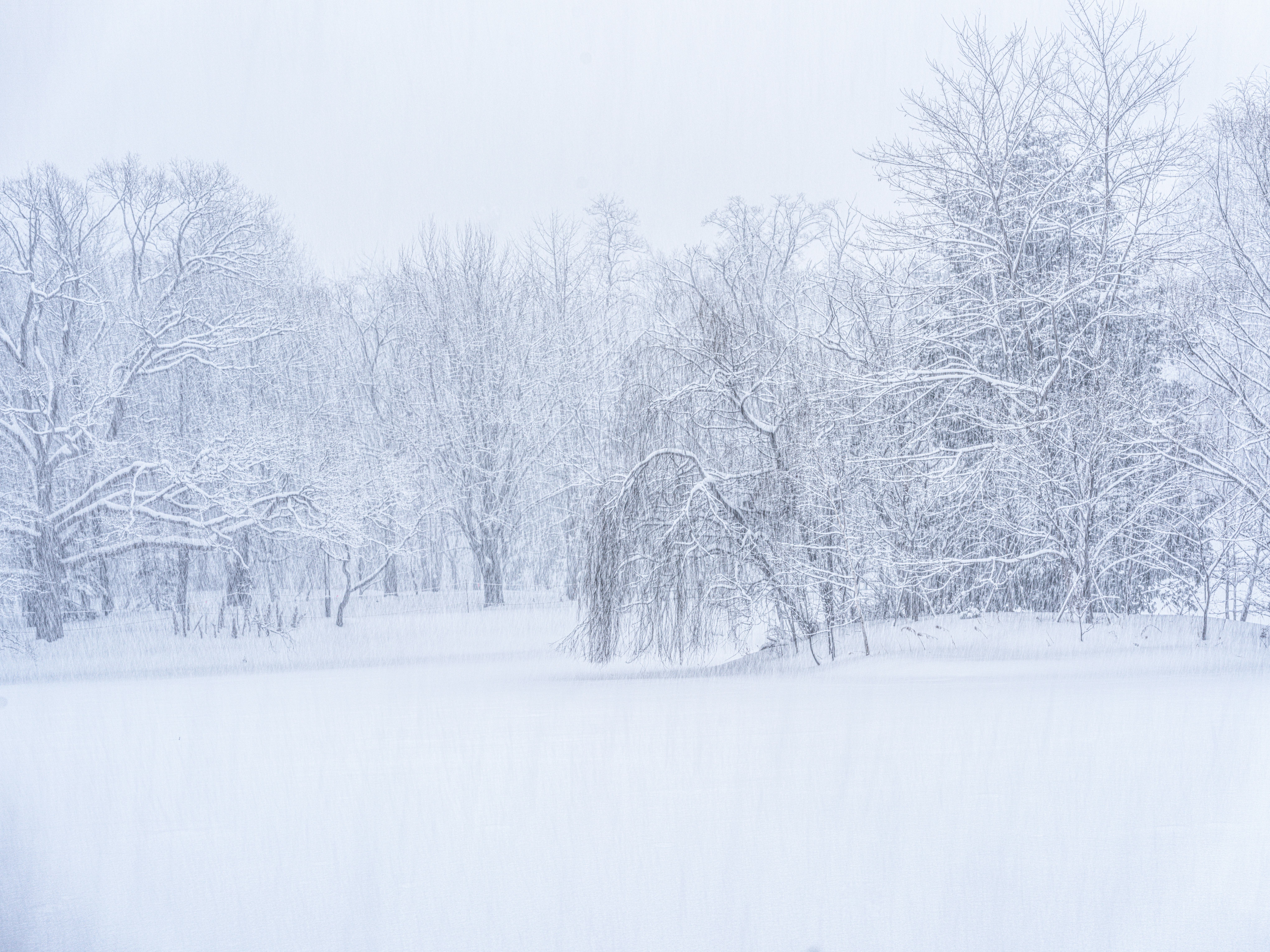 Wide winter landscape showing snow-covered trees and an open snowfield in a quiet forest scene, crea...