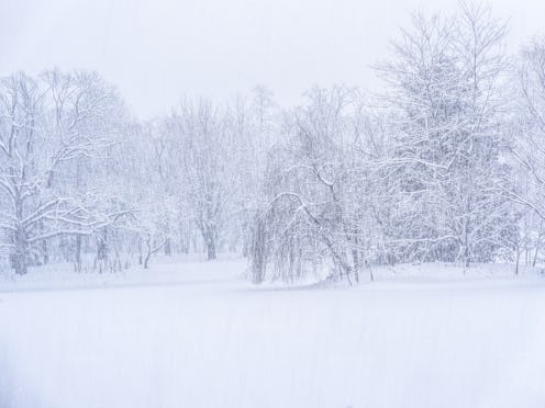 Wide winter landscape showing snow-covered trees and an open snowfield in a quiet forest scene, crea...