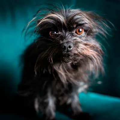 Does My Dog Need Anxiety Meds? Vets Share The Signs It's Time