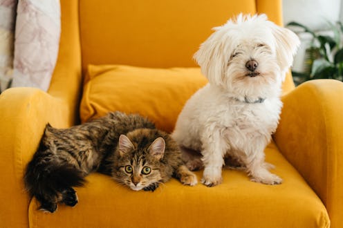 Fluffy white dog and tabby cat relaxing together on mustard yellow armchair, cozy home interior, ado...