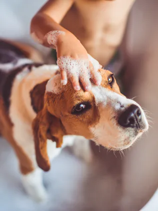 Little boy is giving a bath to his beagle dog, while they are in a bathtub together; high angle view...