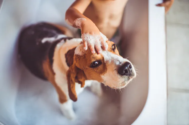 Little boy is giving a bath to his beagle dog, while they are in a bathtub together; high angle view...