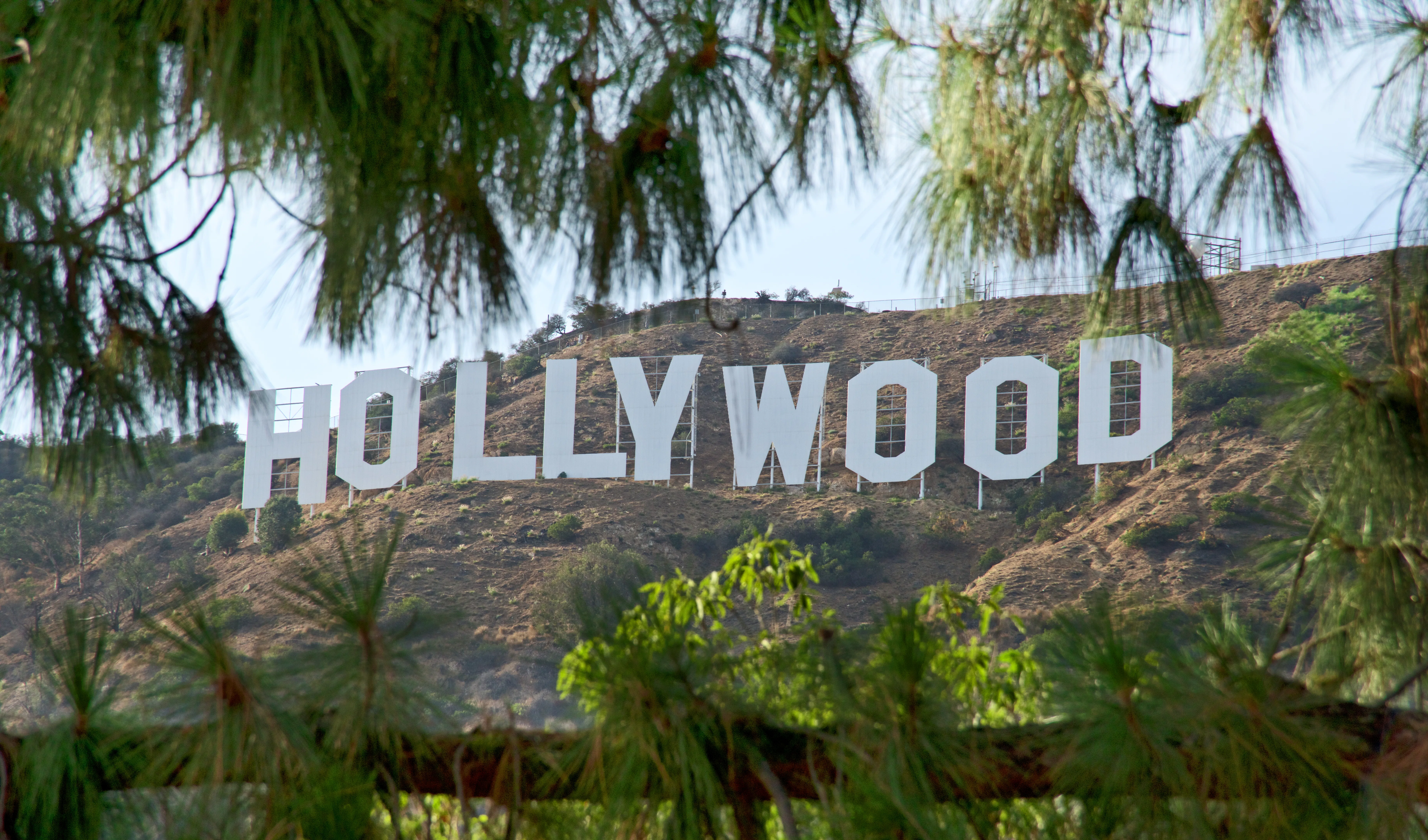 Sign seen through a tree leaves. The Hollywood Sign is an American landmark and cultural icon. The o...