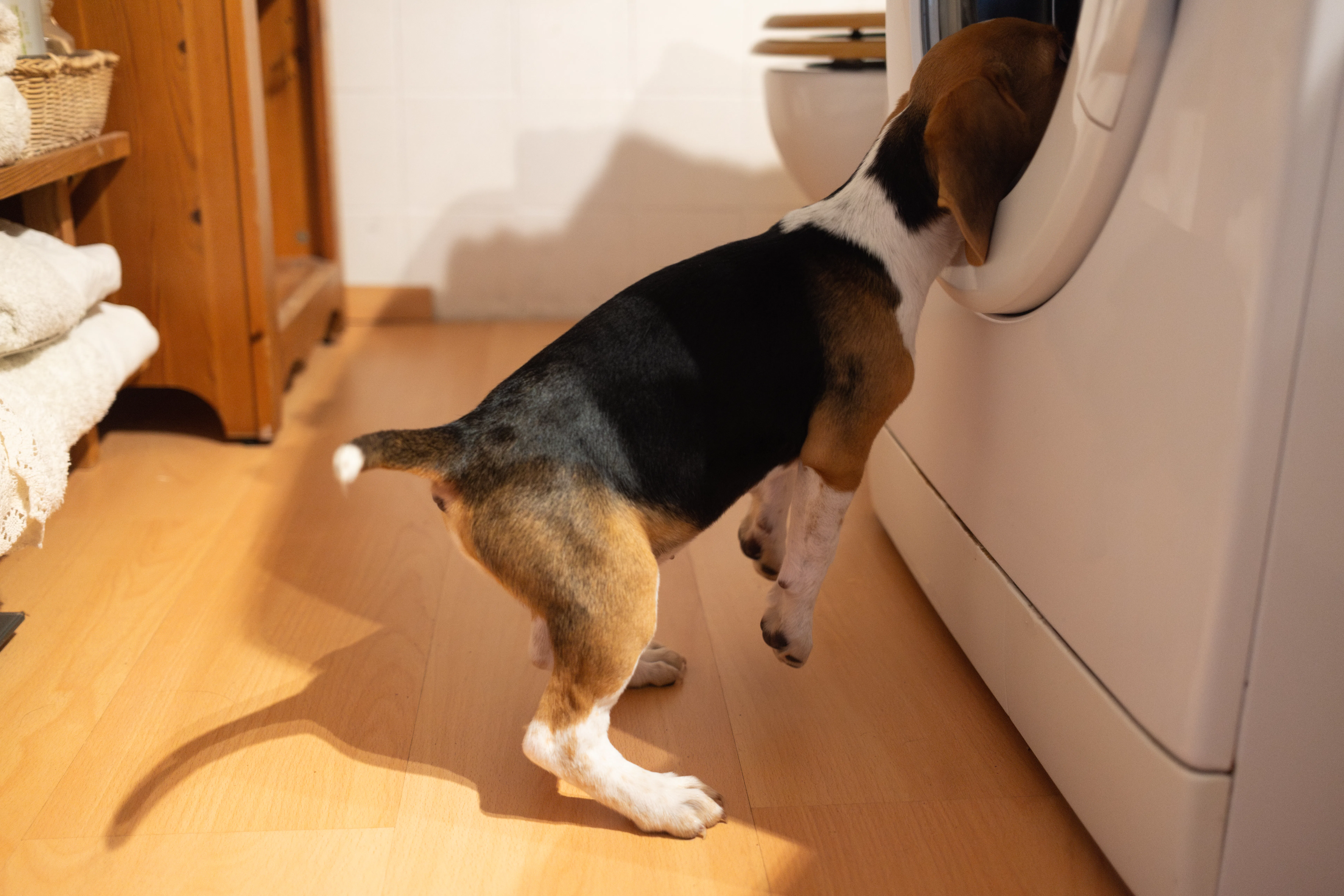 beagle dog puppy.Naughty pet with head inside the washing machine during laundry.