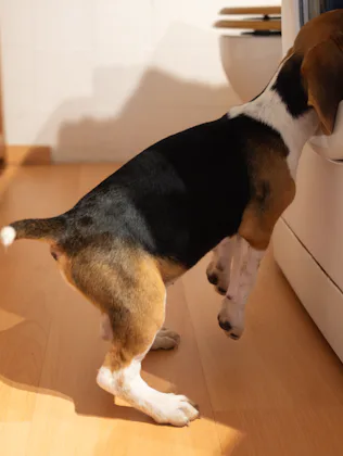 beagle dog puppy.Naughty pet with head inside the washing machine during laundry.
