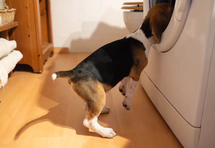 beagle dog puppy.Naughty pet with head inside the washing machine during laundry.