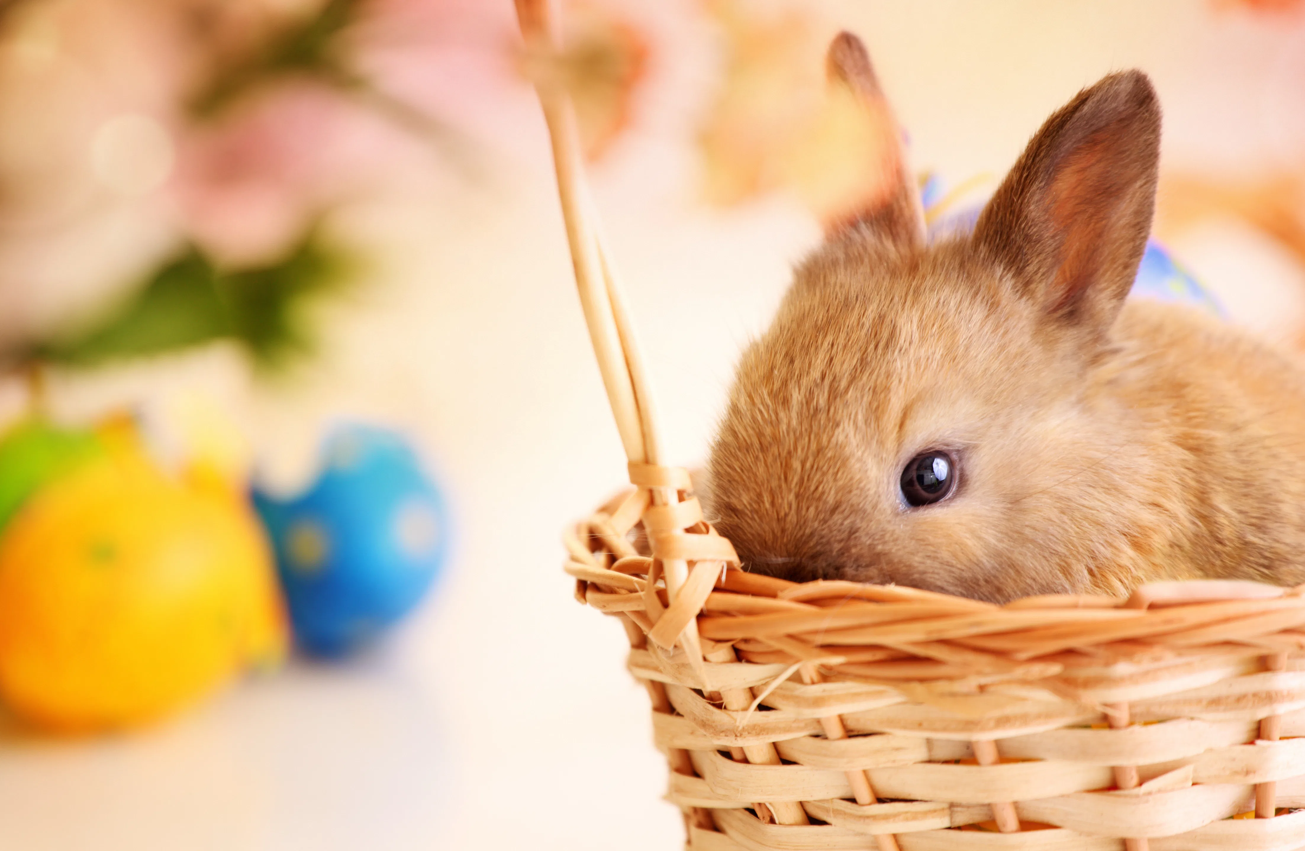 Light brown Easter bunny and colorful Easter eggs,fine grain added.Sitting in wicker basket full wit...