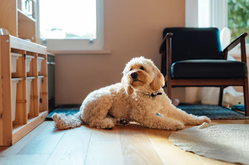 A moment of calm and stillness, with a dog nestled in the warmth and safety of home.