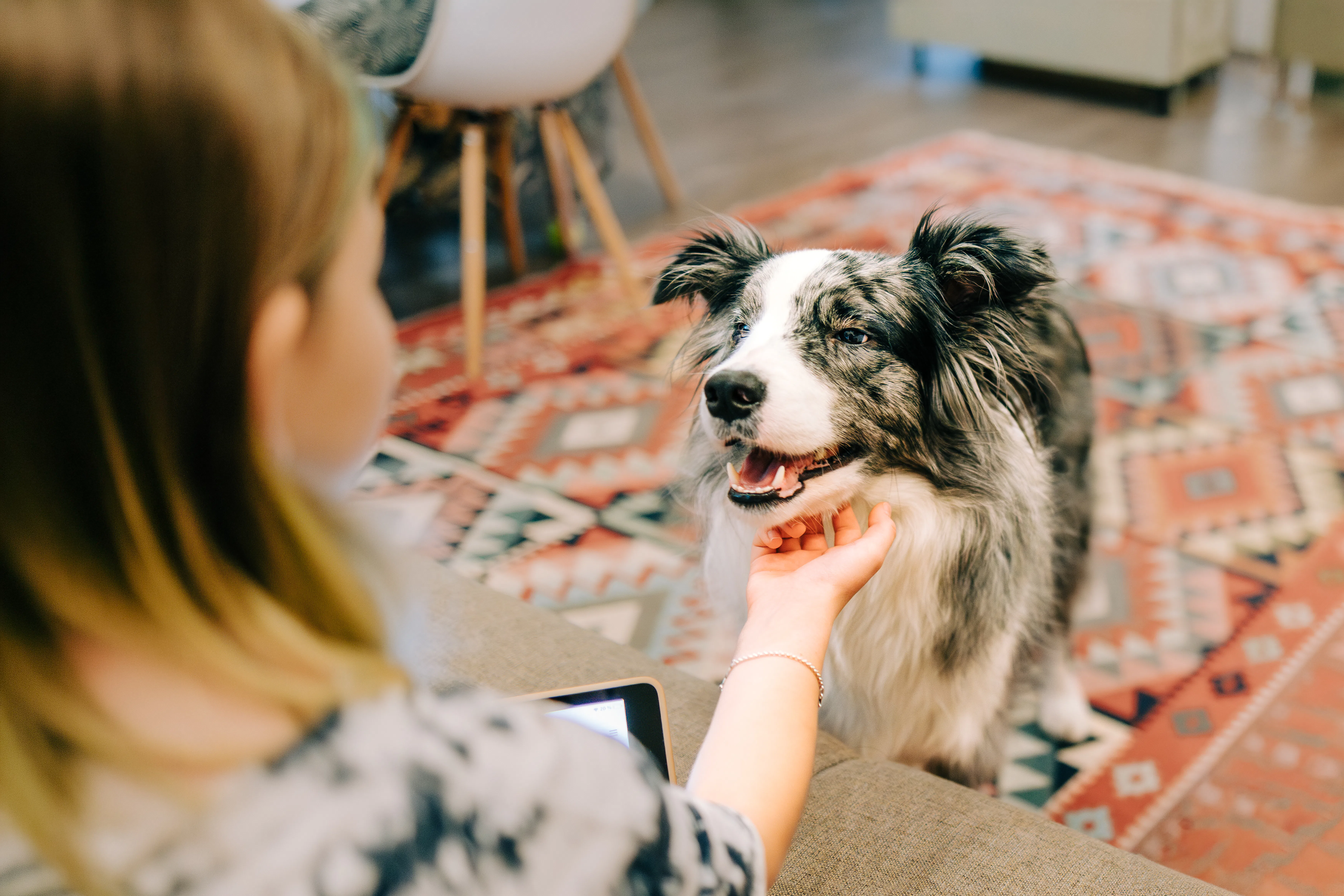 Girl petting happy border collie dog at home