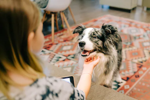 Girl petting happy border collie dog at home