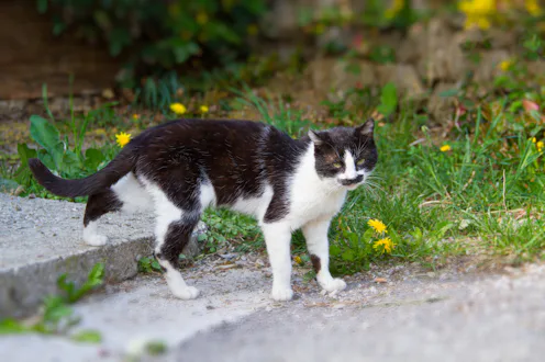 Black and white Cat with funny mustache outside.