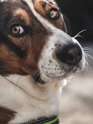 A beautiful old dog with large brown eyes, gives a sad look to the camera as the sunshine bounces of...