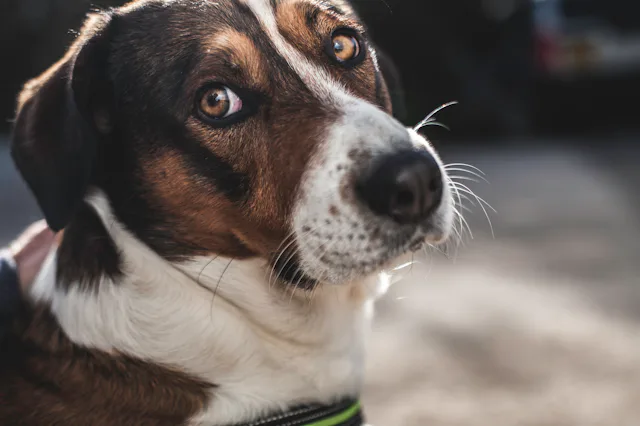 A beautiful old dog with large brown eyes, gives a sad look to the camera as the sunshine bounces of...