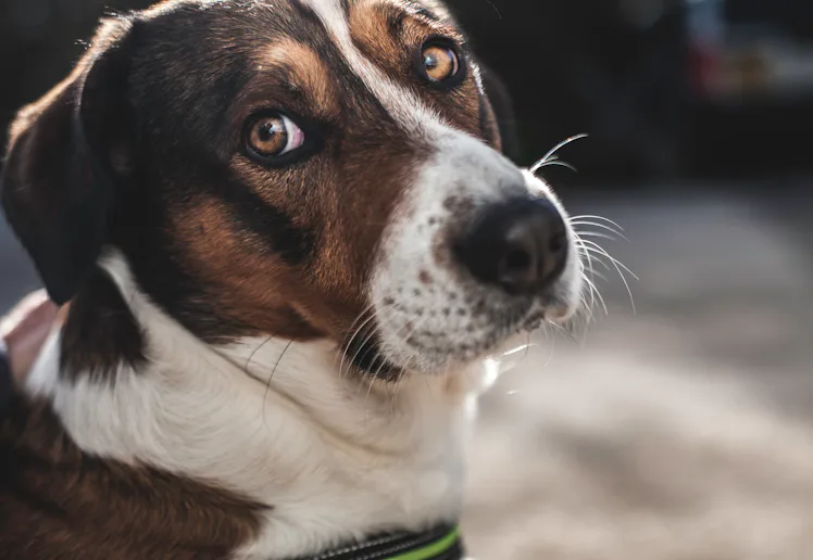 A beautiful old dog with large brown eyes, gives a sad look to the camera as the sunshine bounces of...
