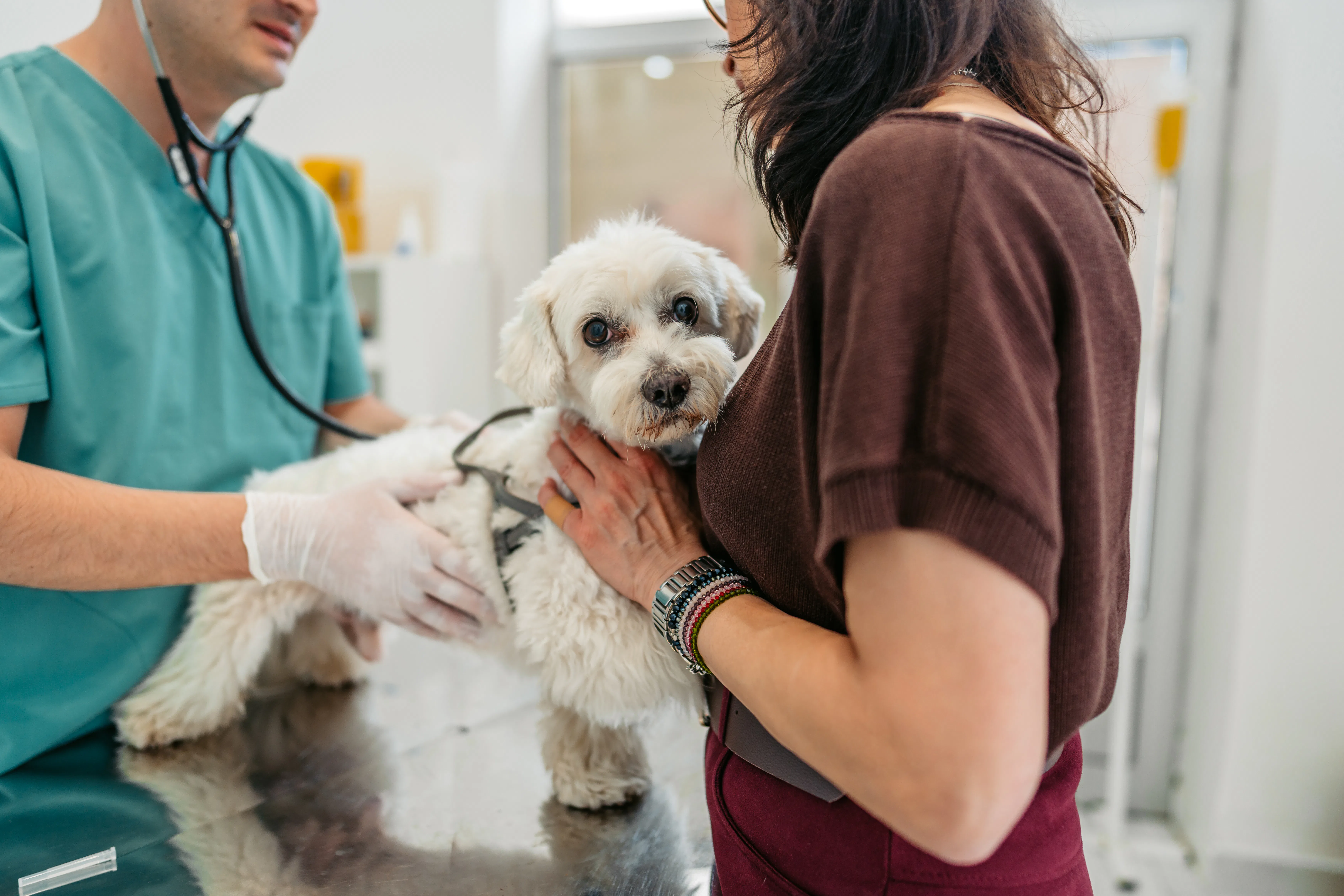Male veterinarian auscultating a Maltese dog at the veterinary clinic.