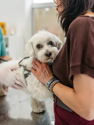 Male veterinarian auscultating a Maltese dog at the veterinary clinic.
