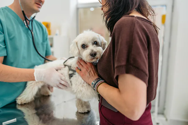 Male veterinarian auscultating a Maltese dog at the veterinary clinic.