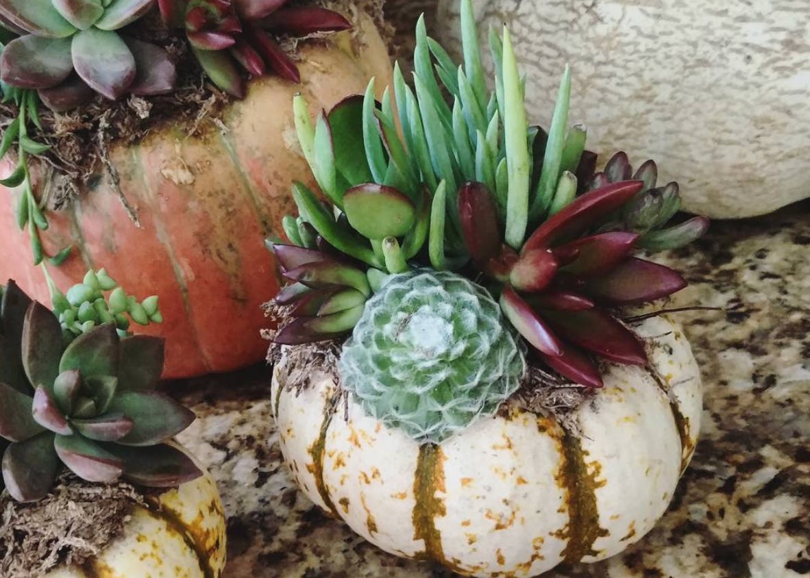 Three Halloween succulent pumpkins 