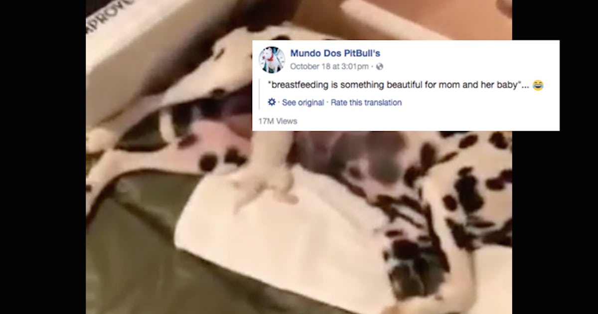 Dalmatian sales puppy nursing