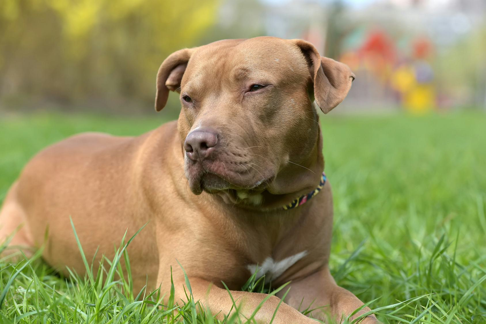 A brown pit bull lying down in the grass
