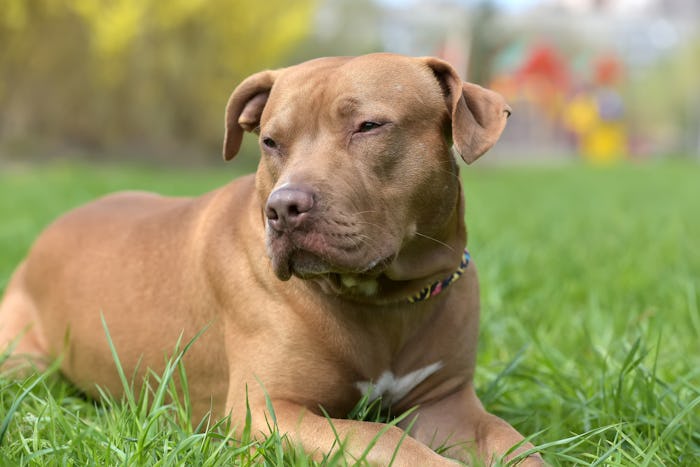 A brown pit bull lying down in the grass