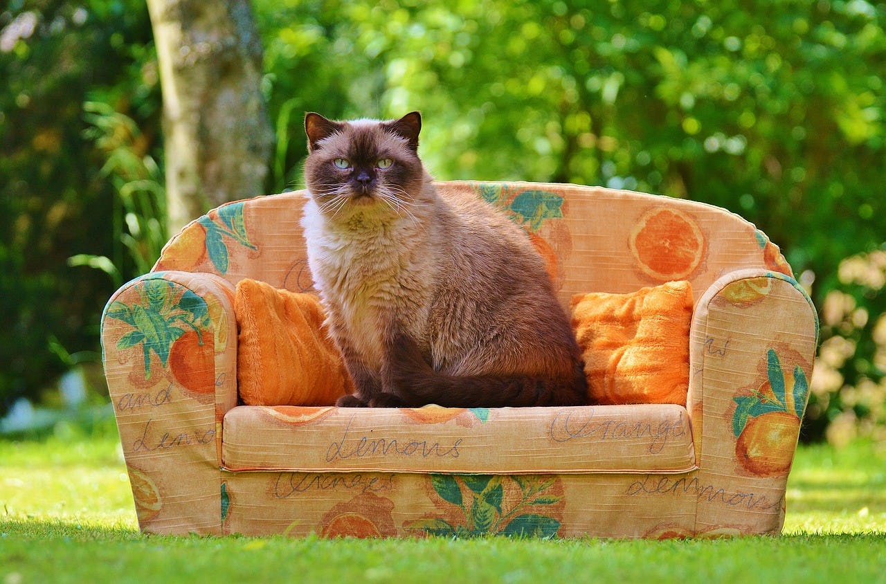 mini cat sofa