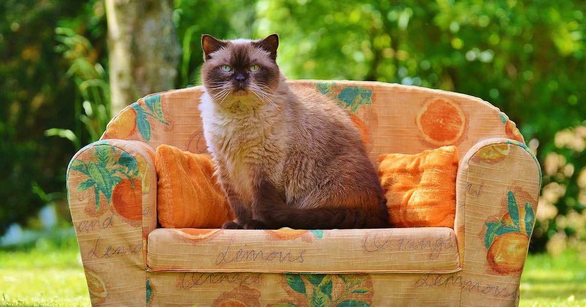 Miniature Furniture For Cats Exist Honestly How Did This Not Happen Sooner