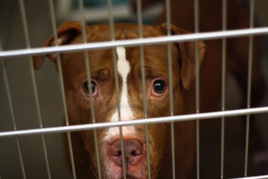 Banning Pit Bulls Won’t Keep Our Kids Safe, Here’s What Will